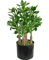 La plante de jade artificielle de 45 cm a des feuilles vertes ovales et épaisses et des tiges robustes dans un pot noir avec de la mousse recouvrant le sol.