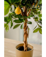 Le citronnier artificiel de 75 cm a des feuilles vertes réalistes et un citron jaune, dans des pots décoratifs dorés sur une surface en bois clair à l'intérieur. Une étiquette végétale orne le tronc torsadé.