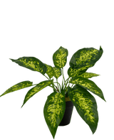 Plante artificielle Anthurium 25 cm