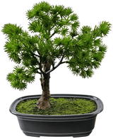 Plante artificielle Bonsai Juniper 20 cm