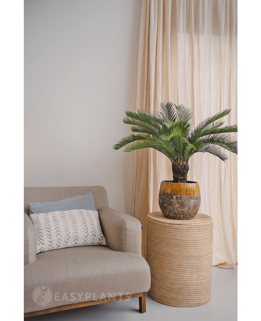 Plante artificielle Cycad palm 80 cm