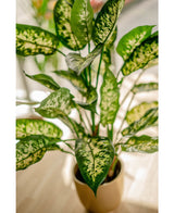 Plante artificielle Dieffenbachia 75 cm