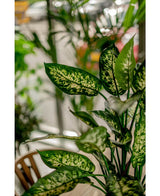 Plante artificielle Dieffenbachia 75 cm