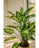 Plante artificielle Dieffenbachia 75 cm