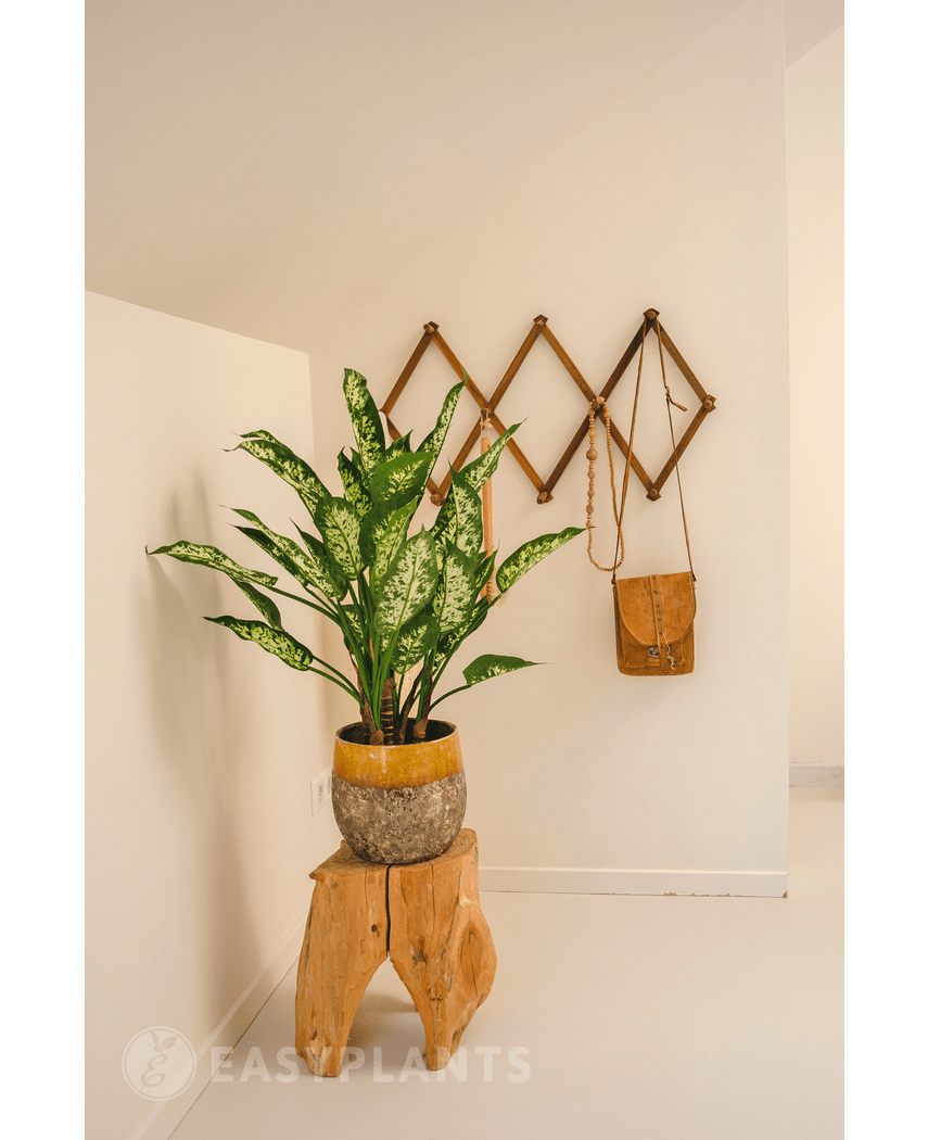 Plante artificielle Dieffenbachia 75 cm