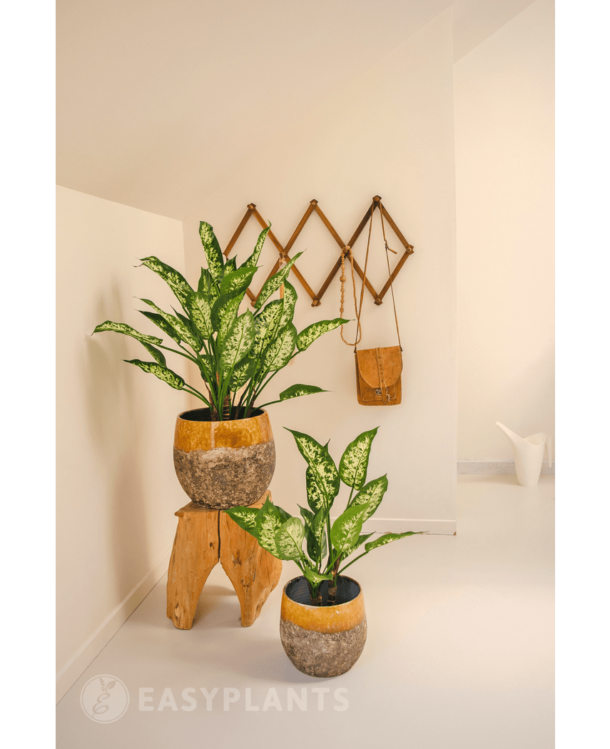 Plante artificielle Dieffenbachia 75 cm
