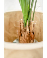 Plante artificielle Lucuala Grandis 120 cm