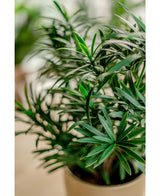 Plante artificielle Podocarpus 47 cm