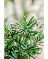 Plante artificielle Podocarpus 47 cm