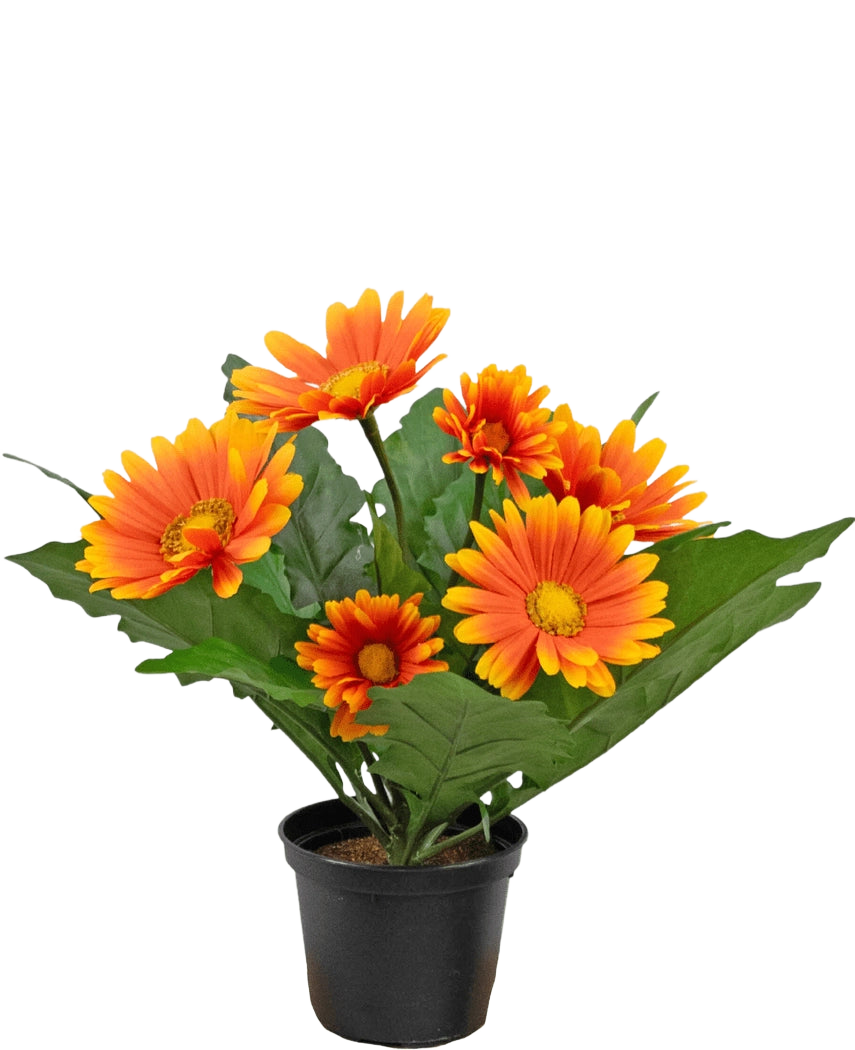 La plante artificielle Gerbera UV orange de 28 cm a des fleurs artificielles ressemblant à des marguerites orange et jaune avec des feuilles vertes dans un pot noir, parfaites pour égayer n'importe quel espace.
