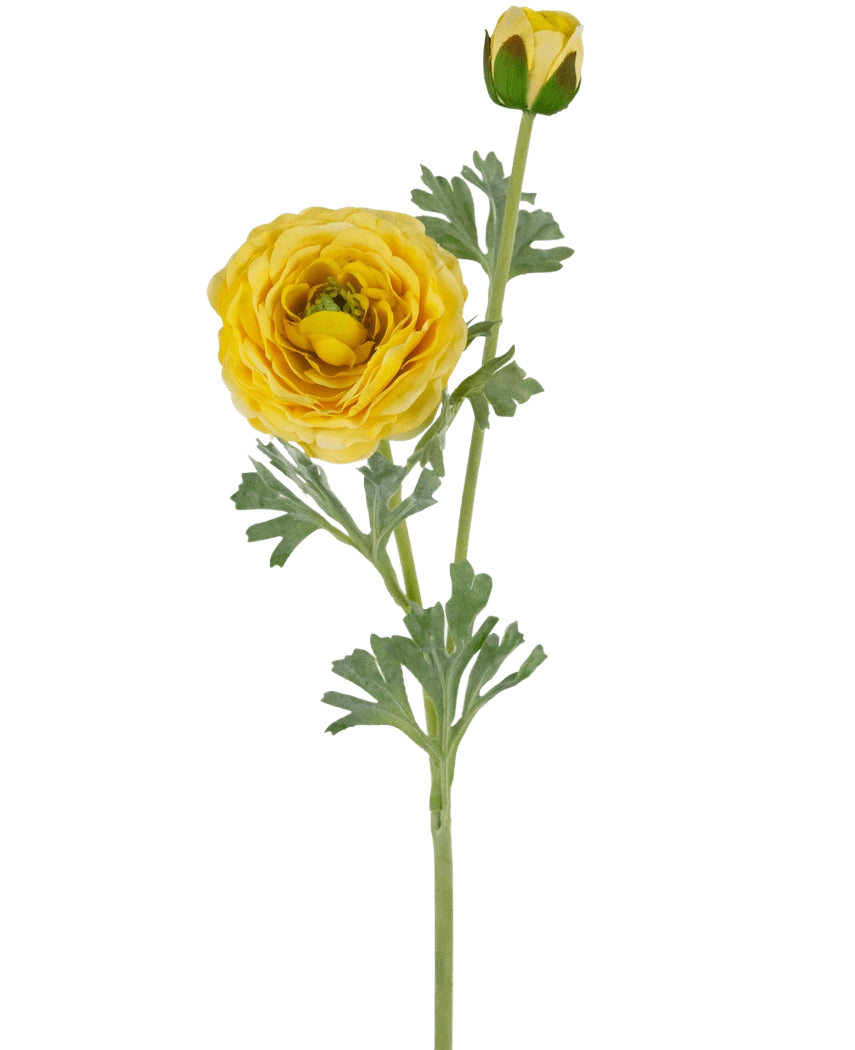 La renoncule artificielle Real Touch jaune 60 cm a une tige unique avec une fleur de renoncule jaune entièrement épanouie, un bourgeon fermé et des feuilles vertes, le tout sur un fond blanc uni.