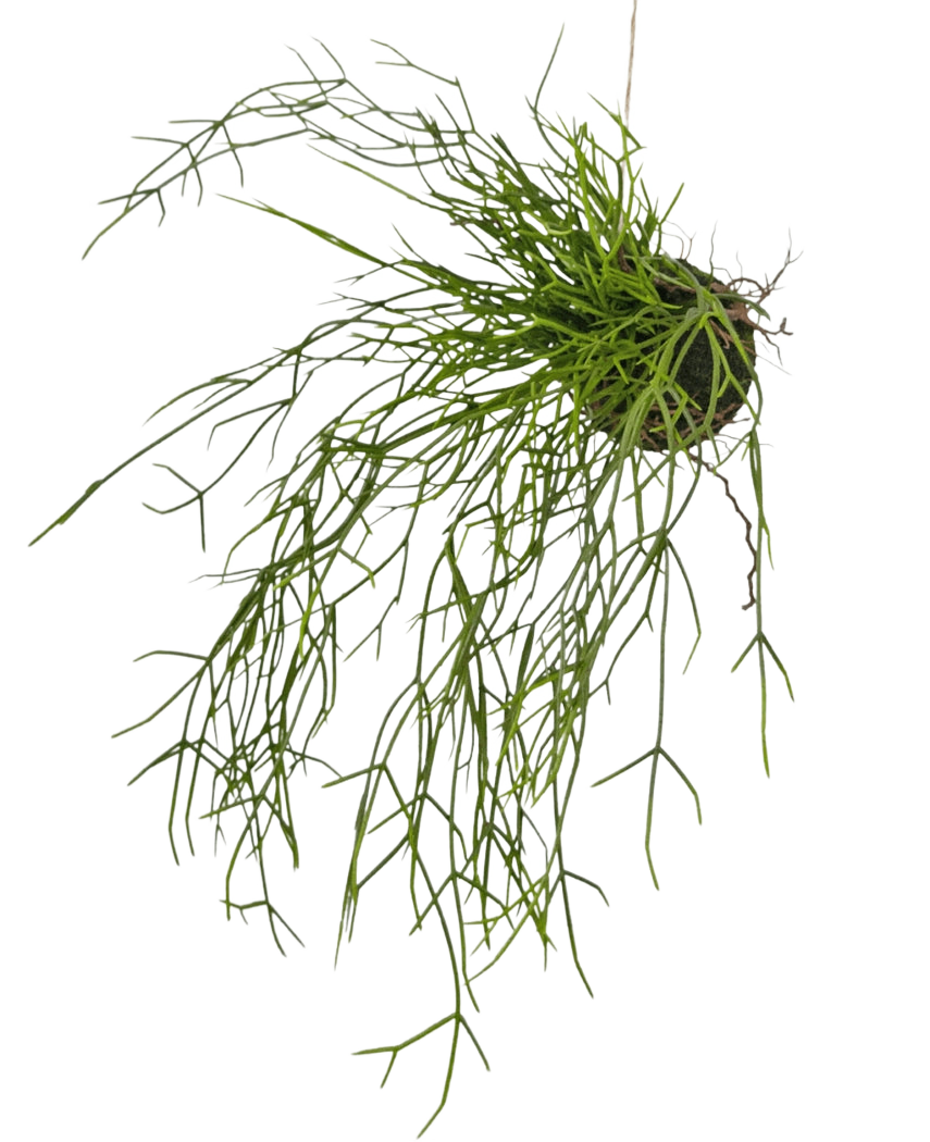 La Plante artificielle suspendue Herbe sur boule 48 cm possède de longues tiges fines ressemblant à de l'herbe verte dans une petite motte de terre, sur un fond blanc.