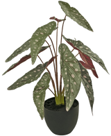Le Bégonia Artificiel 48 cm en pot décoratif noir présente de grandes feuilles vertes avec des taches blanches et un dessous rougeâtre, présentées dans un pot noir sur fond blanc.