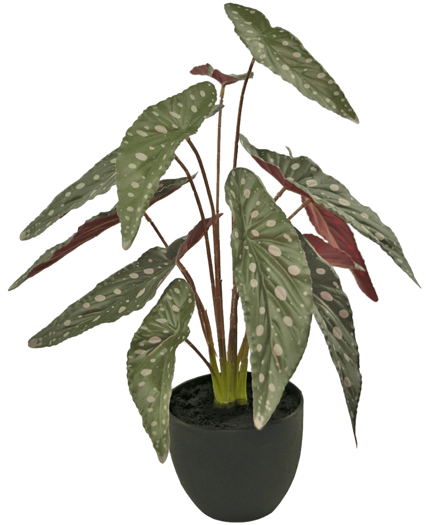 Le Bégonia Artificiel 48 cm en pot décoratif noir présente de grandes feuilles vertes avec des taches blanches et un dessous rougeâtre, présentées dans un pot noir sur fond blanc.