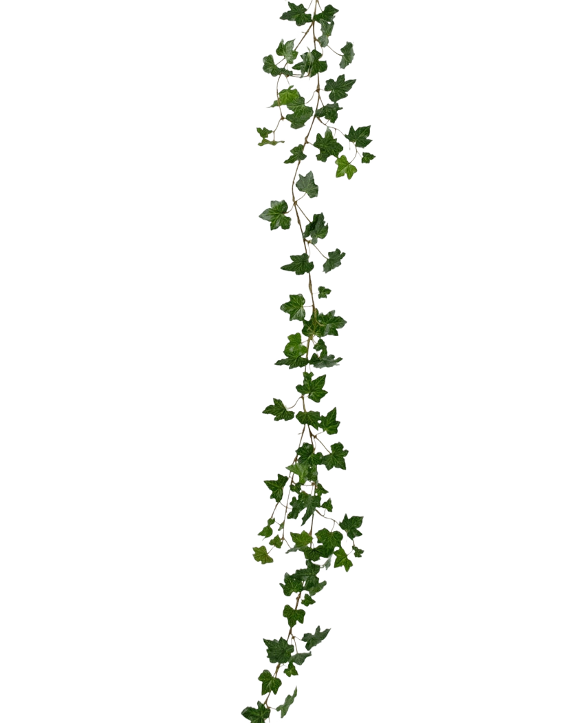 La Plante artificielle suspendue Lierre guirlande deluxe 180 cm vert est une longue guirlande de lierre vert avec des feuilles pointues qui pend verticalement sur un fond blanc uni.