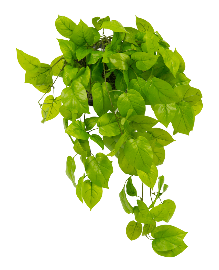 L'arbuste Pothos artificiel Deluxe 90 cm UV possède des feuilles vertes vibrantes en forme de cœur qui tombent en cascade sur un fond blanc uni.