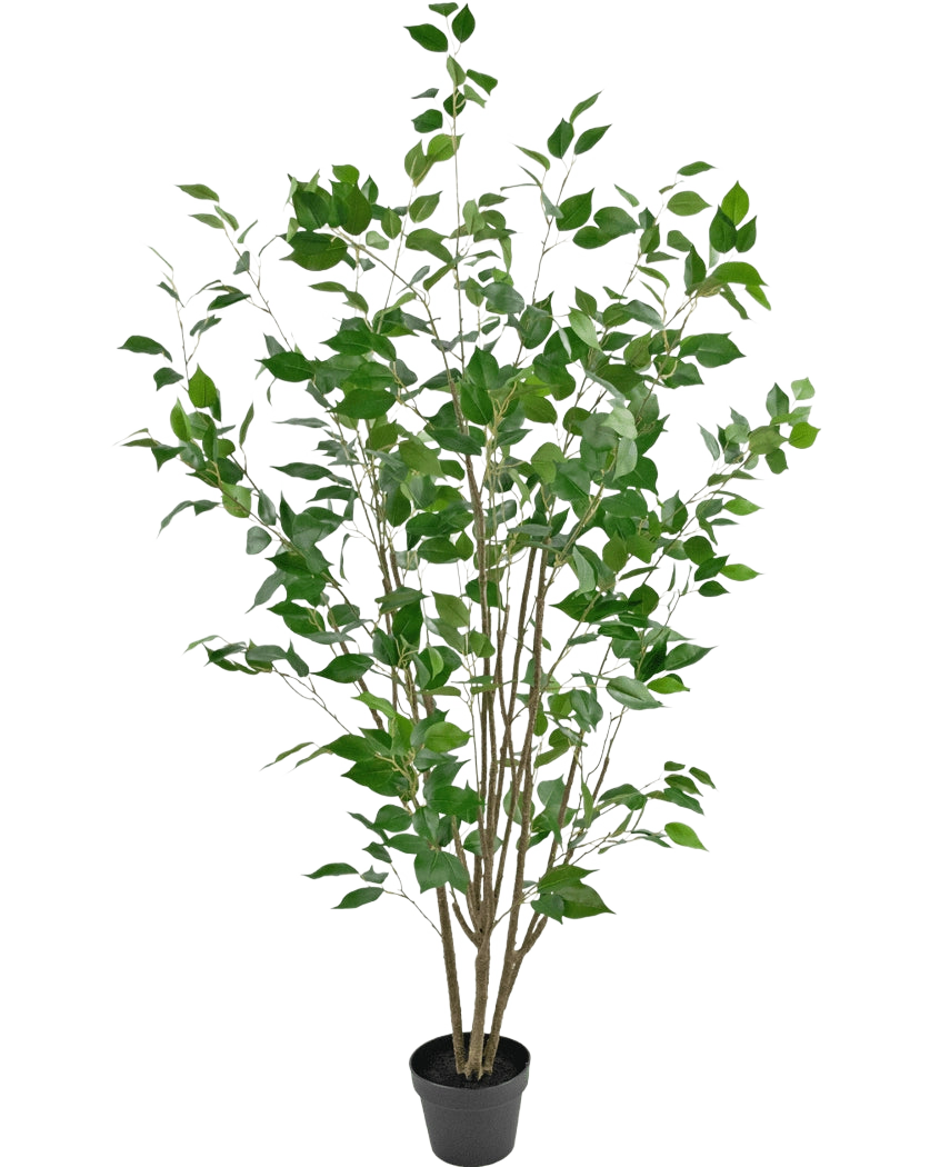 La Plante Artificielle Ficus 150 cm est un arbre artificiel en pot avec de multiples troncs bruns élancés et des feuilles vertes luxuriantes sur un fond blanc uni.