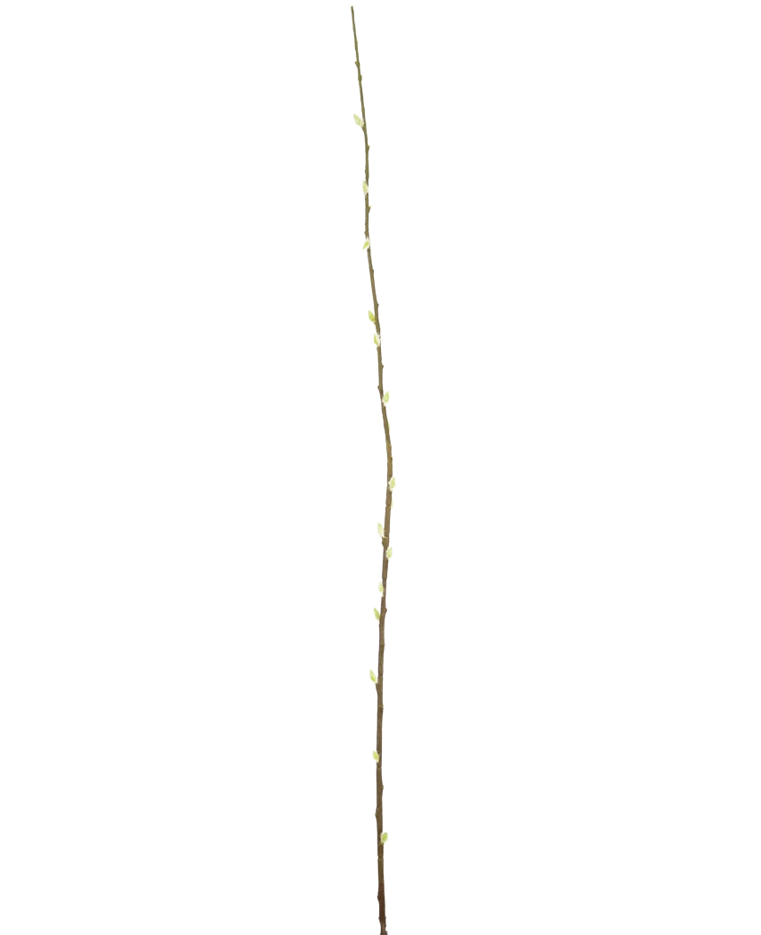 La Fleur Artificielle Salix saule 150 cm est une branche unique et élancée avec de petits bourgeons sur toute sa longueur, sur un fond uni blanc.
