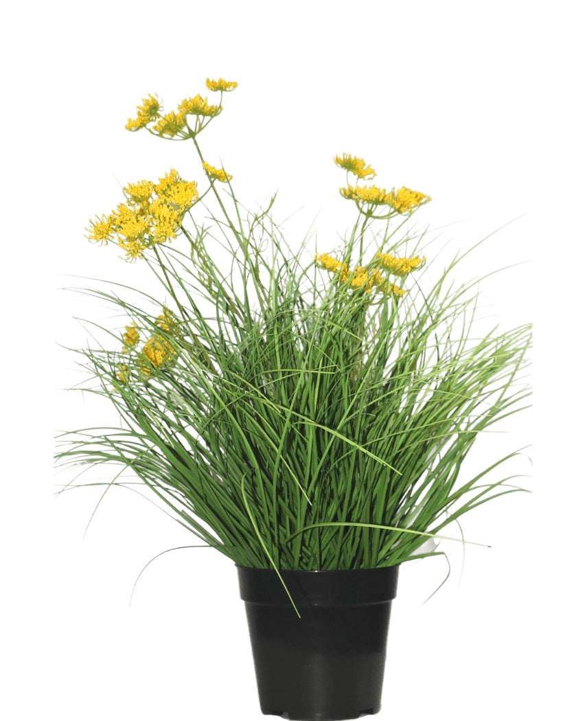 Le gazon artificiel Asteraceae 50 cm ignifuge a de longues et fines feuilles vertes et de petites fleurs jaunes dans un pot noir, qui donne un aspect vert - un gazon artificiel parfait dans la maison sur un fond blanc uni.