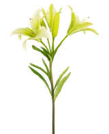 La Fleur Artificielle Lys Asiatique 66 cm blanc a une seule tige avec des feuilles vertes et trois fleurs de lys vert clair - deux entièrement ouvertes, une en bouton - présentées sur un fond blanc uni.