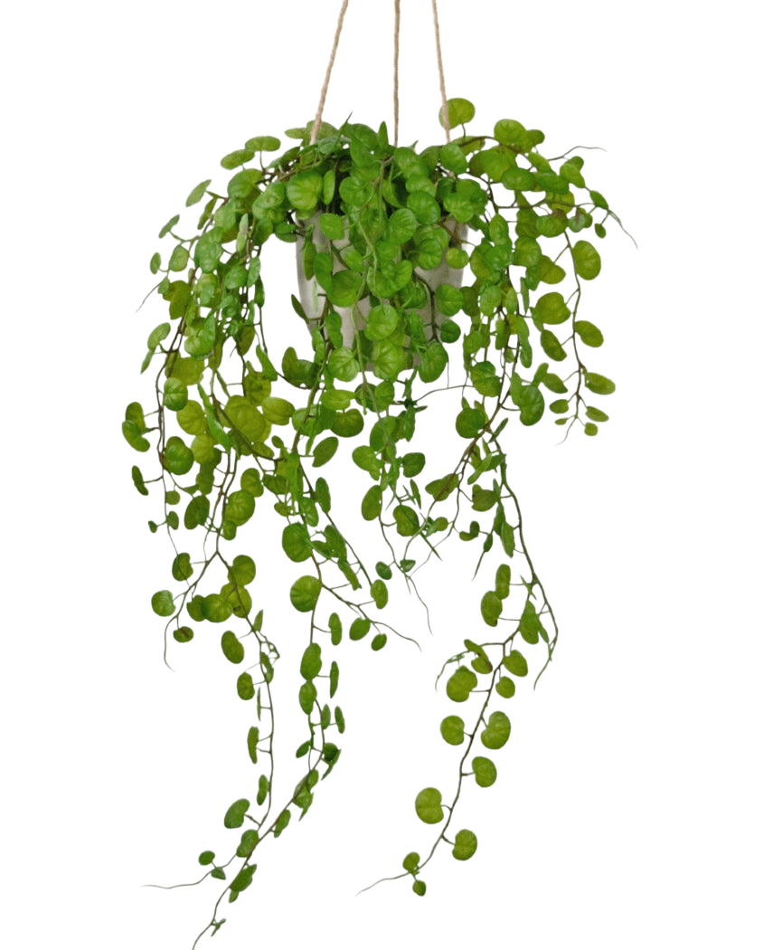 La plante succulente suspendue artificielle dans un pot en ciment de 43 cm a de longues feuilles vertes pendantes de formes rondes et est suspendue avec une corde sur un fond blanc.