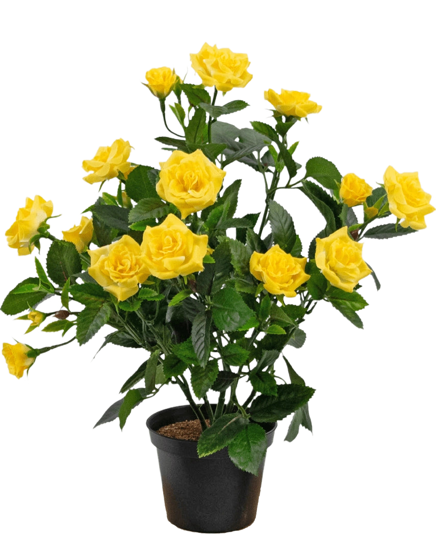 La Plante Artificielle Mini Rose UV 35 cm jaune est une plante artificielle en pot avec de multiples tiges de roses jaune vif et de feuilles vertes, présentées dans un petit récipient noir sur un fond simple.