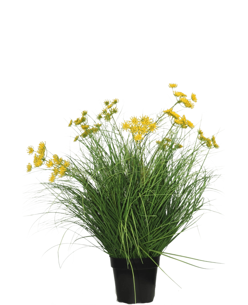 Le gazon artificiel Asteraceae 70 cm ignifuge a de longues et fines feuilles vertes et des bouquets de petites fleurs jaunes dans un pot noir, ce qui en fait un gazon artificiel nécessitant peu d'entretien sur un fond blanc uni.