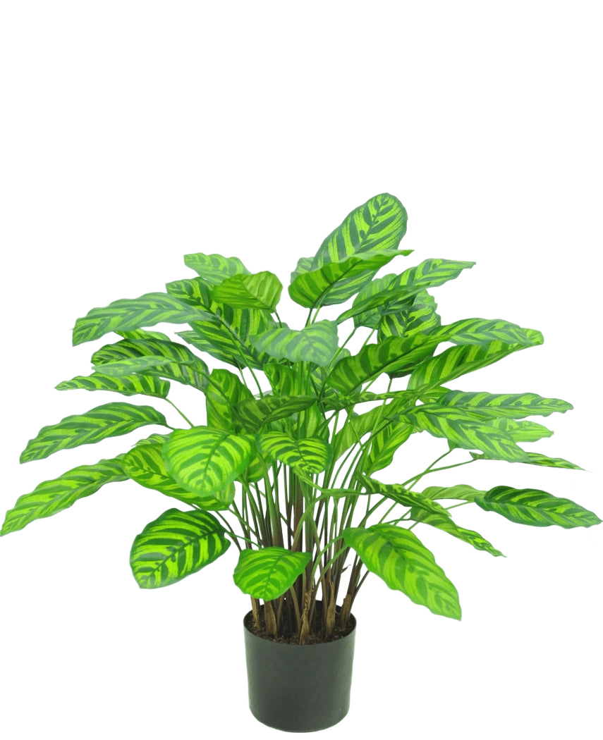 La Plante Artificielle Calathea Makoyana UV 75 cm rouge est une plante artificielle en pot avec de nombreuses feuilles larges et vibrantes avec des rayures vert clair, rapprochées sur plusieurs tiges dans un petit pot noir sur fond blanc.
