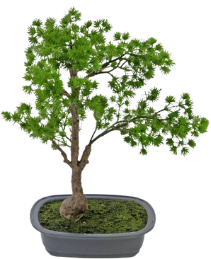 La plante artificielle Bonsaï Genévrier 40 cm a un tronc élancé et des feuilles vertes luxuriantes et se trouve dans un pot gris rectangulaire peu profond avec de la mousse. Le fond est blanc uni.
