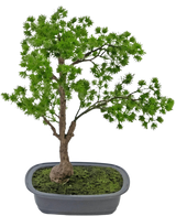 La plante artificielle Bonsaï Genévrier 40 cm a un tronc élancé et des feuilles vertes luxuriantes et se trouve dans un pot gris rectangulaire peu profond avec de la mousse. Le fond est blanc uni.