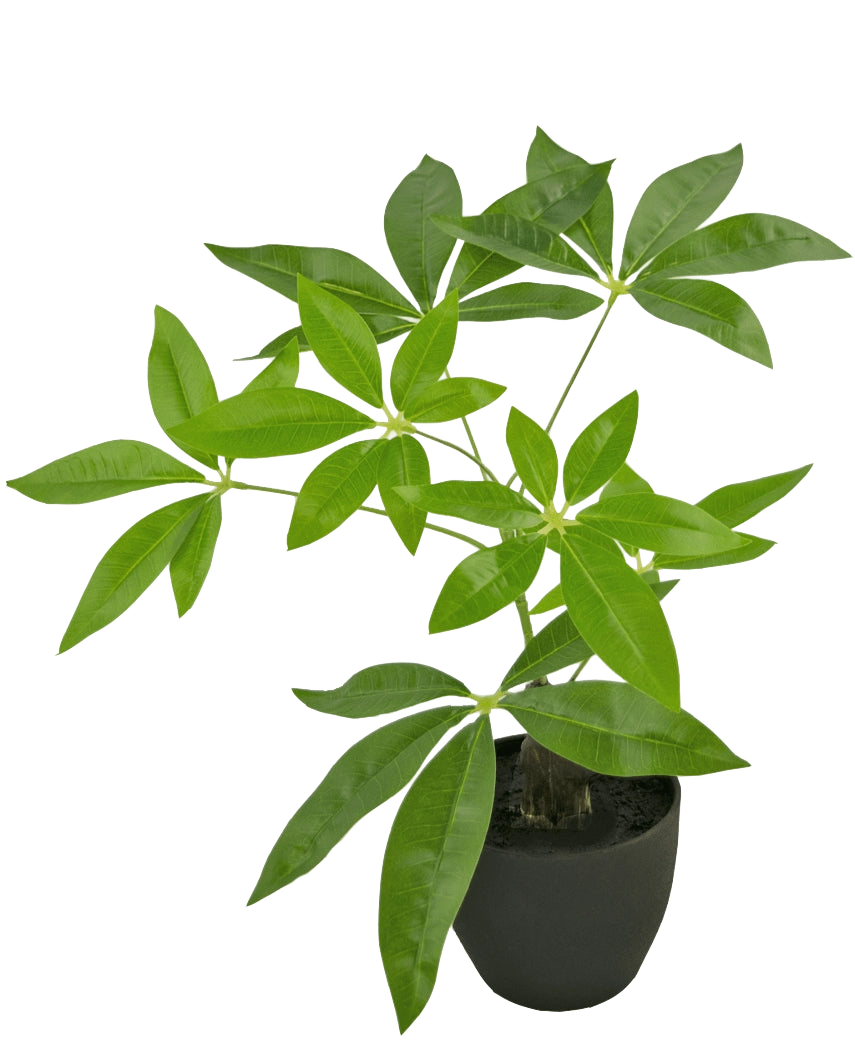 Le Pachira Artificiel 30 cm est un arbre à argent artificiel en pot avec plusieurs troncs et feuilles vert brillant dans un pot noir, sur un fond blanc uni.