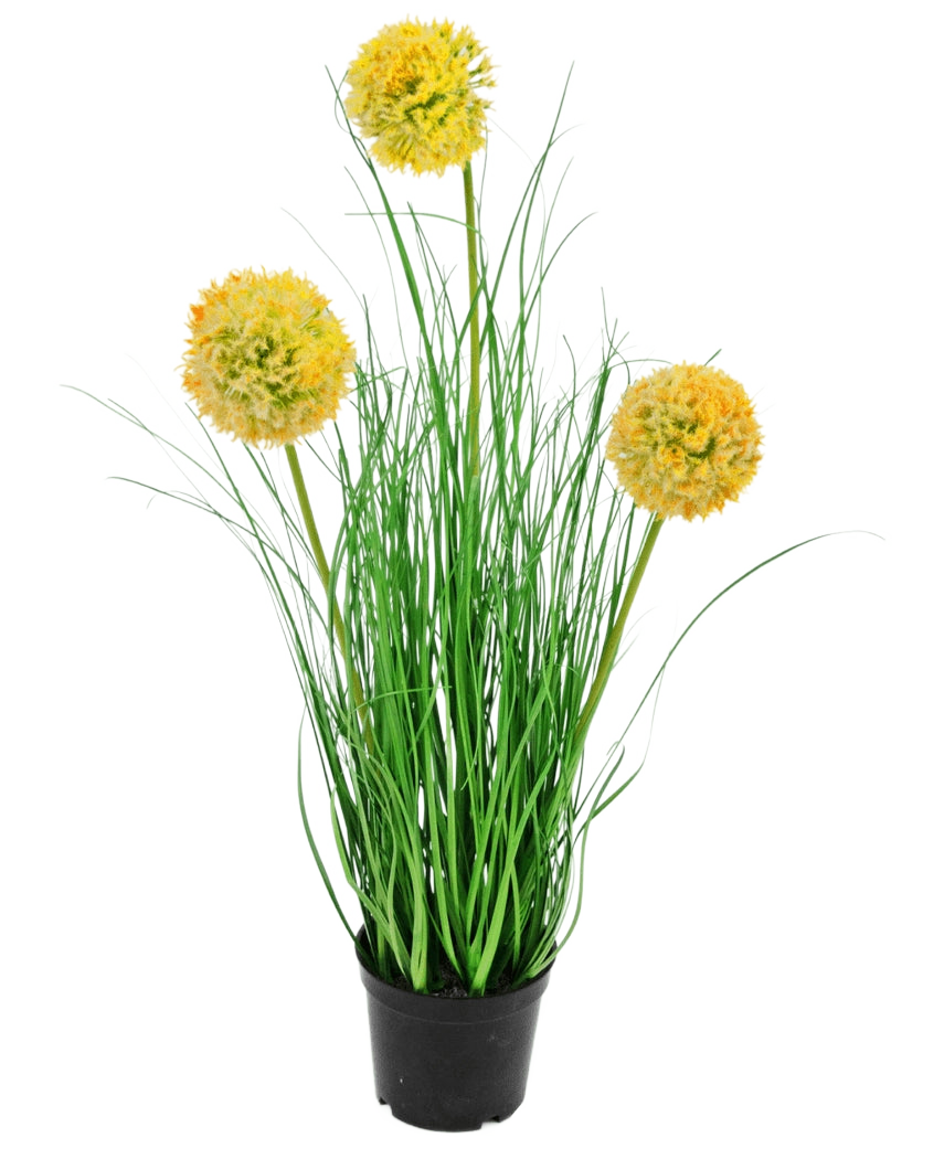 Le gazon artificiel oignon 50 cm ignifuge a de longues feuilles vertes fines et trois fleurs rondes jaunes duveteuses sur de hautes tiges, qui ajoutent un charme de jardin vert sur un fond blanc uni.