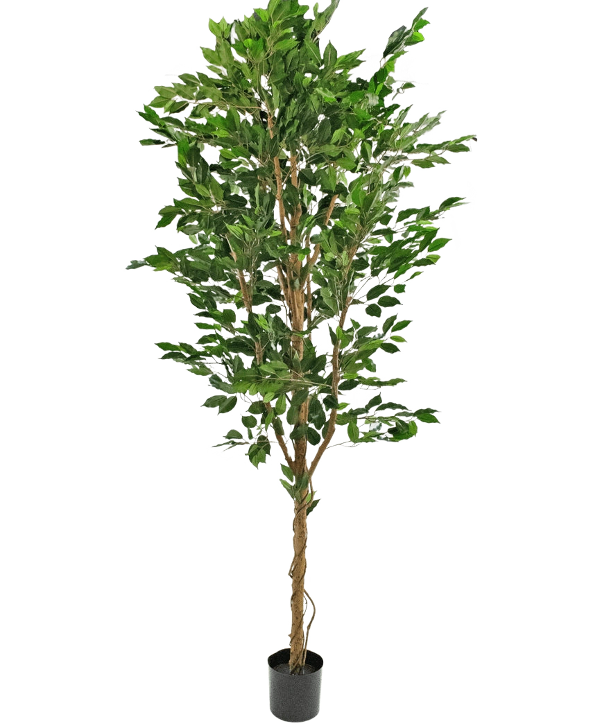 La Plante Artificielle Ficus Vert 240 cm est un grand arbre artificiel avec de multiples troncs tressés et des feuilles vertes luxuriantes, dans un pot noir compact sur un fond blanc uni.