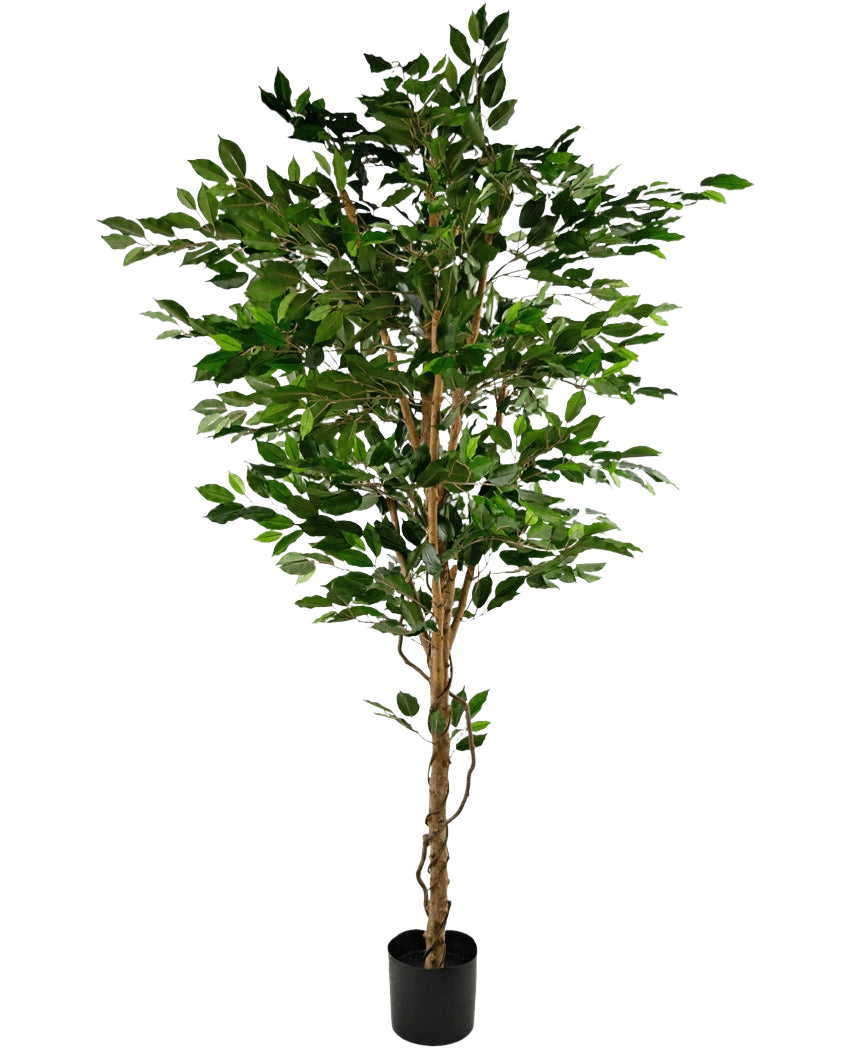 La Plante Artificielle Ficus Vert 210 cm est un grand arbre artificiel avec des feuilles vertes et plusieurs troncs élancés marron, dans un pot compact noir sur fond blanc uni.