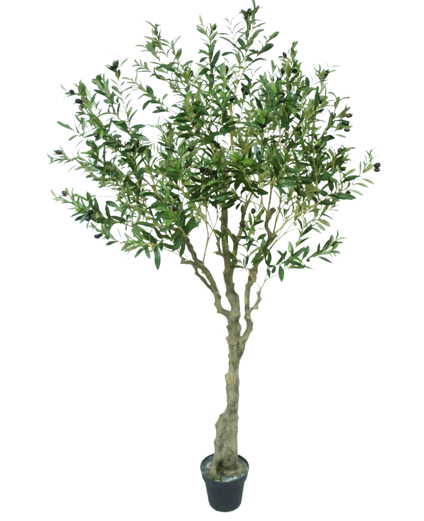 L'olivier artificiel 200 cm a un tronc mince brun clair, de nombreuses feuilles vertes et de petites olives foncées sur les branches. Cet olivier artificiel semble réaliste sur un fond blanc.