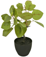 Le Ficus Tropica artificiel de 12 cm possède de grandes feuilles vertes ovales avec des nervures visibles, plantées dans un sol sombre dans un simple pot noir, sur un fond blanc uni.