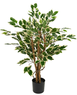Plante artificielle Ficus Vert/blanc de 90 cm avec des troncs marron et des feuilles vertes aux bords blancs, présentée sur un fond uni blanc.