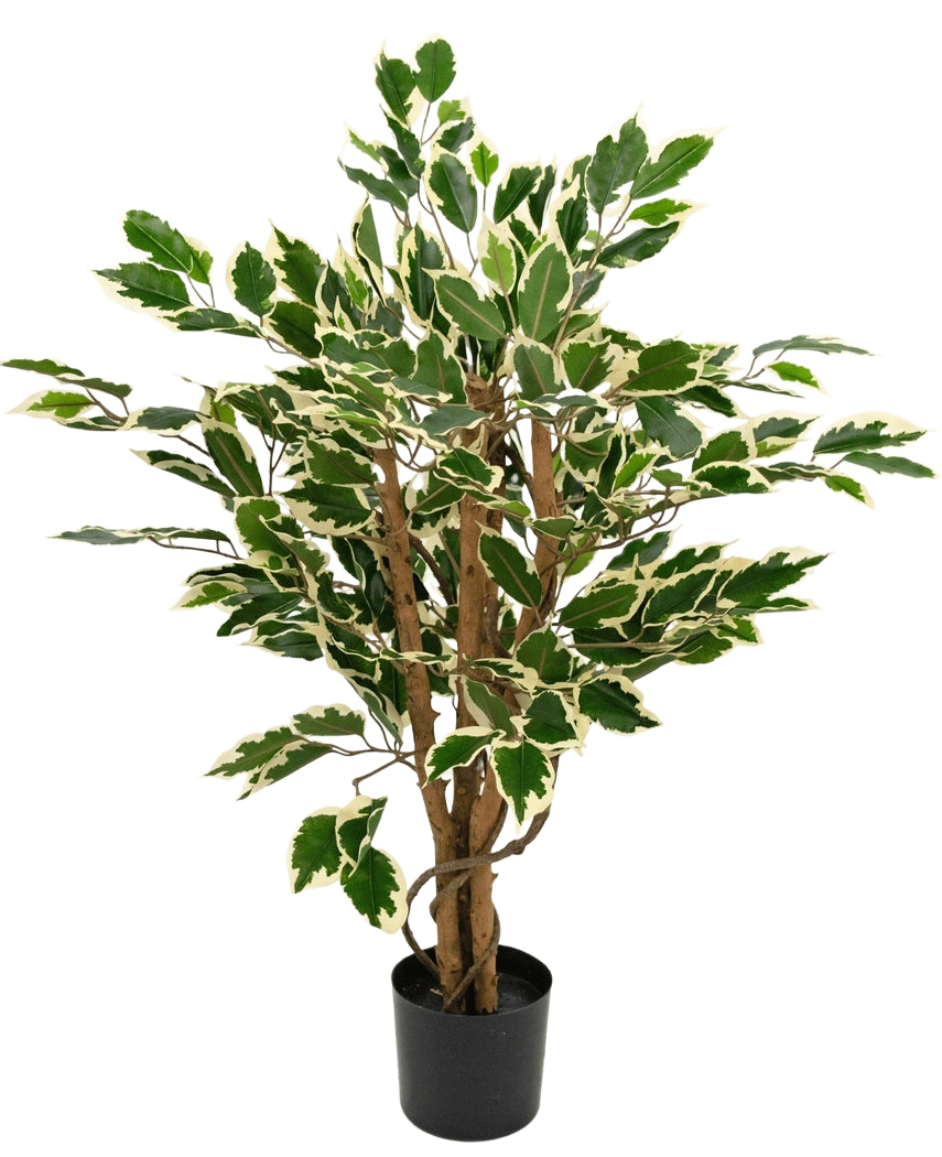 Plante artificielle Ficus Vert/blanc de 90 cm avec des troncs marron et des feuilles vertes aux bords blancs, présentée sur un fond uni blanc.