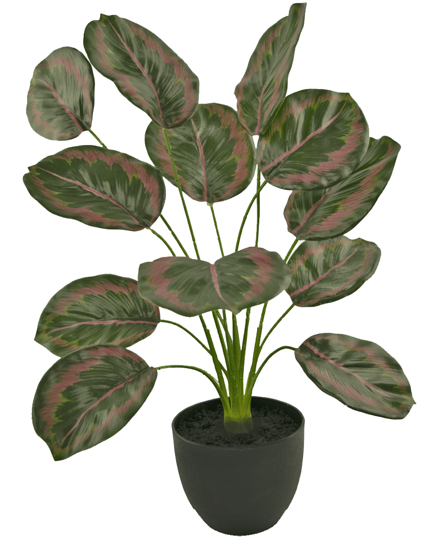 Le Calathea artificiel 58 cm vert/rouge est une plante d'intérieur en pot avec de grandes feuilles ovales aux bords verts et aux motifs rouge-rose, qui poussent debout sur de fines tiges dans un simple pot noir.