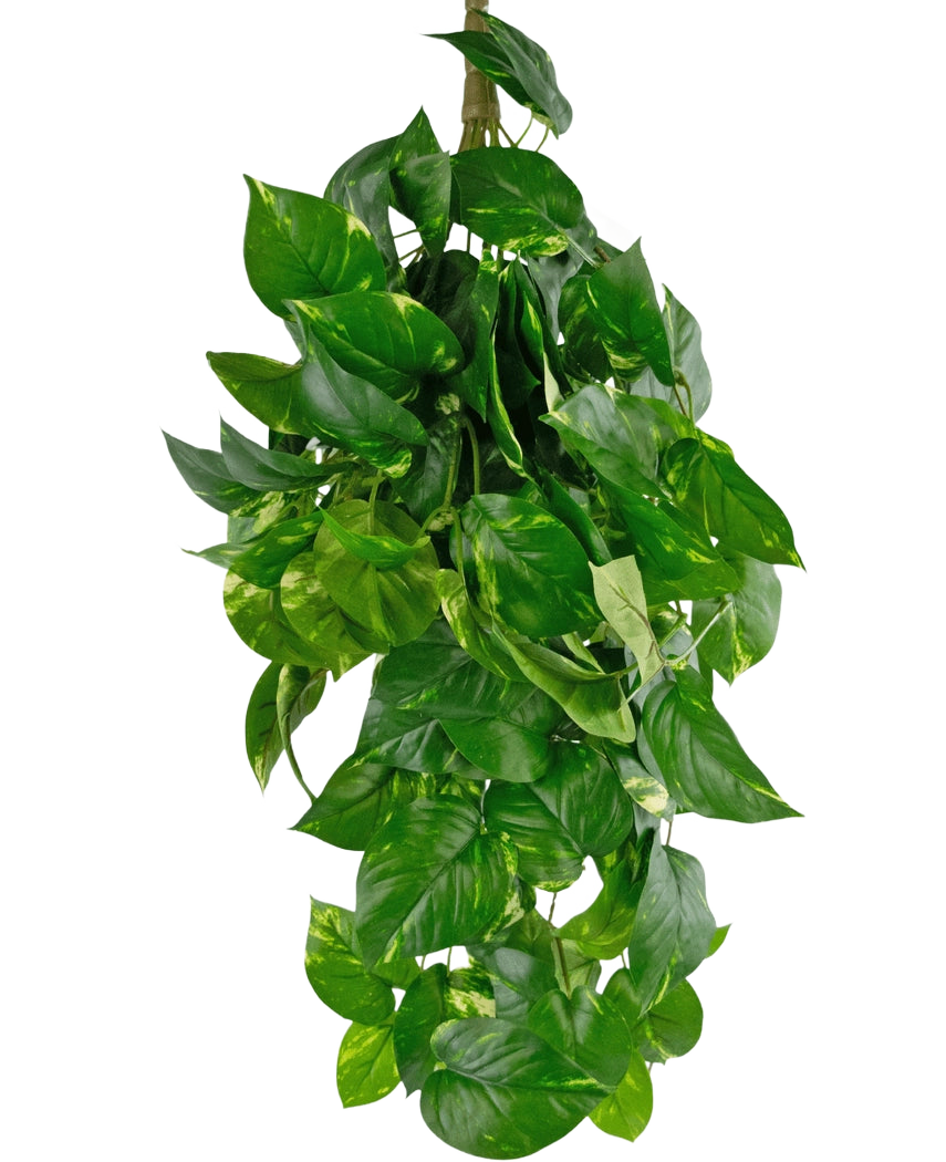 La plante artificielle suspendue Golden Vine Deluxe 80 cm a des feuilles vertes vibrantes en forme de cœur qui tombent pour former une image luxuriante sur un fond blanc uni.
