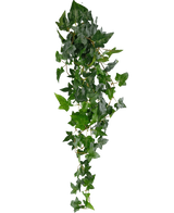 La plante suspendue artificielle Lierre Boston 100 cm vert a des feuilles pointues vertes luxuriantes sur de longues et fines tiges, créant un effet de lierre traînant réaliste sur un fond blanc uni.