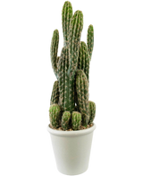 Le Cactus Artificiel 62 cm a de hautes tiges vertes et dressées avec des épines et est présenté dans un pot blanc rempli de galets, sur un fond blanc uni.