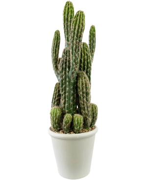 Le Cactus Artificiel 62 cm a de hautes tiges vertes et dressées avec des épines et est présenté dans un pot blanc rempli de galets, sur un fond blanc uni.