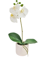L'orchidée artificielle Real Touch 30 cm blanche présente des fleurs d'orchidées blanches réalistes et des feuilles vertes dans un petit pot blanc, parfait pour ajouter de l'élégance à n'importe quel espace.