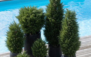 Plante artificielle extérieur UV : pourquoi c'est essentiel