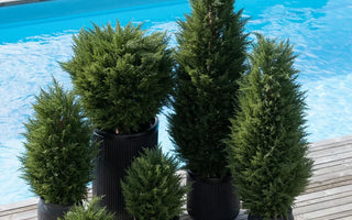 Plante artificielle extérieur UV : pourquoi c'est essentiel