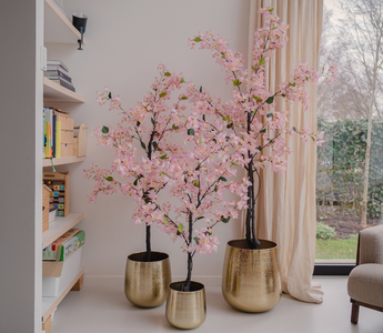 Les Plantes d'Intérieur Tendance en 2024 : Guide Complet pour une Décoration Éblouissante