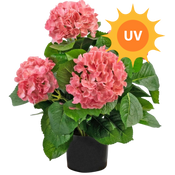 Fleurs artificielles UV