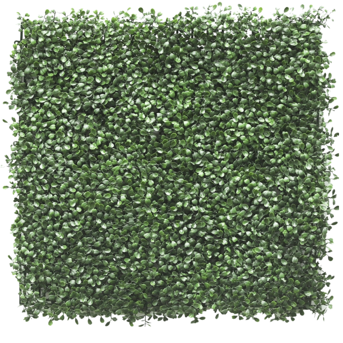 Mur végétal artificiel Buis