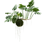 Grandes plantes suspendues